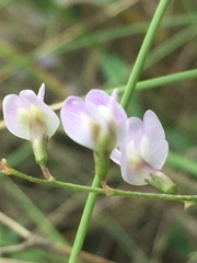 Astragalus austriacus