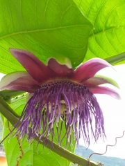 Passiflora quadrangularis