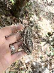 Trachycephalus vermiculatus