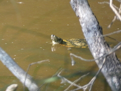 Trachemys scripta elegans