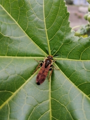 Xanthocampsomeris limosa