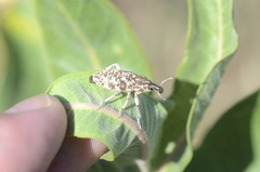 Cyphocleonus achates