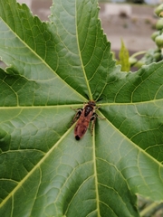 Xanthocampsomeris limosa
