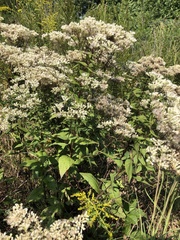 Eupatorium godfreyanum
