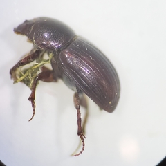 Scarabaeoidea