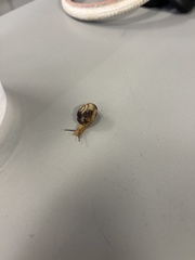 Bradybaena similaris