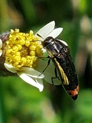Acmaeodera flavomarginata