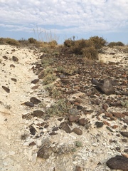 Eriogonum diatomaceum