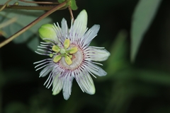 Passiflora podadenia