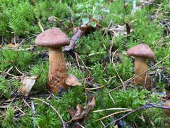 Cortinarius rubellus