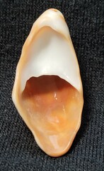Crepidula onyx