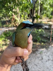 Eumomota superciliosa