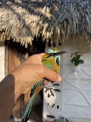 Eumomota superciliosa