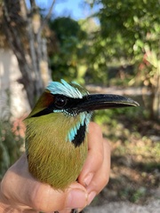 Eumomota superciliosa