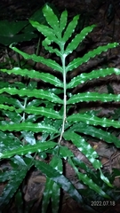 Leptochilus ellipticus