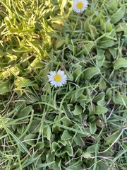 Erigeron coulteri