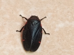 Prosapia ignifera