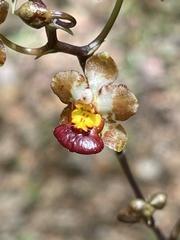 Trichocentrum lindenii