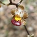 Trichocentrum lindenii - Photo (c) Victor Arroyo-Rodriguez, some rights reserved (CC BY-NC), uploaded by Victor Arroyo-Rodriguez