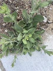 Heterotheca