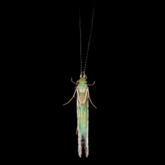 Nectopsyche exquisita