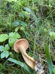 Chroogomphus tomentosus