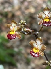 Trichocentrum lindenii