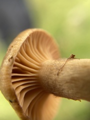 Chroogomphus tomentosus