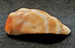 Crepidula onyx