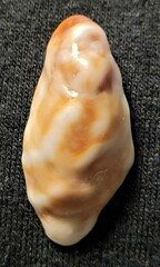 Crepidula onyx