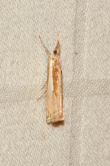 Crambus