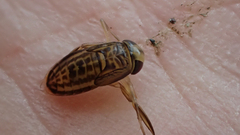 Corixini