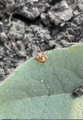 Deloyala guttata
