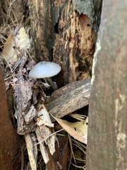 Arrhenia epichysium