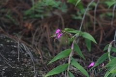 Epidendrum longicaule