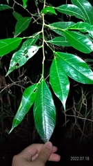 Ficus ampelos