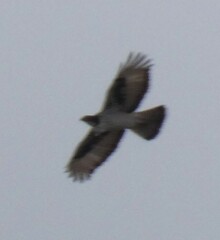 Aquila spilogaster