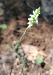 Spiranthes ovalis erostellata