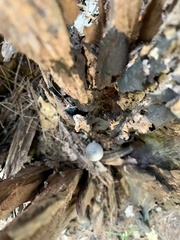 Arrhenia epichysium