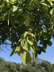 Catalpa bignonioides