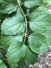 Philadelphus coronarius