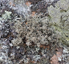 Sphaerophorus fragilis