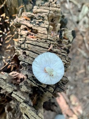 Arrhenia epichysium