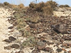 Eriogonum diatomaceum