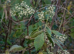 Dendrophorbium bomanii