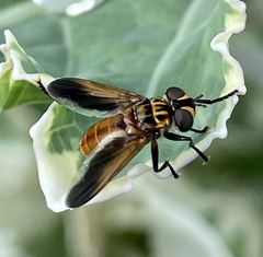 Trichopoda pictipennis