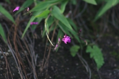 Epidendrum longicaule