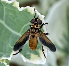 Trichopoda pictipennis