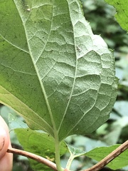Philadelphus coronarius
