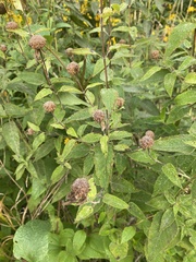 Monarda fistulosa
